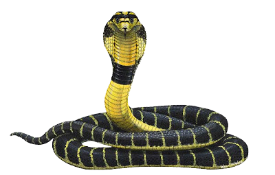 Detail Snake Transparent Nomer 31