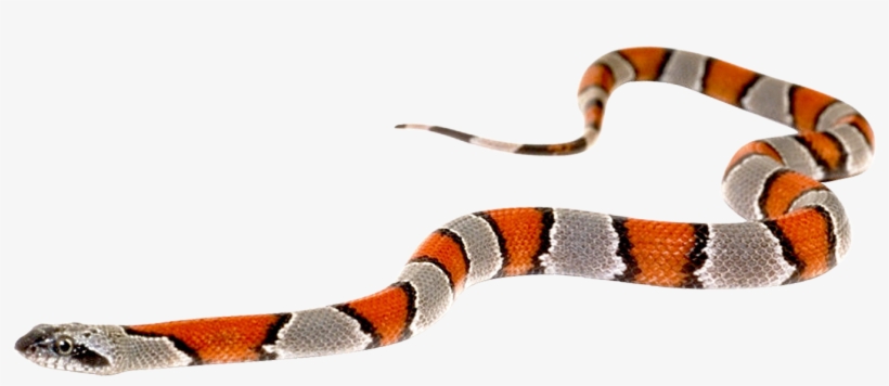 Detail Snake Transparent Nomer 41