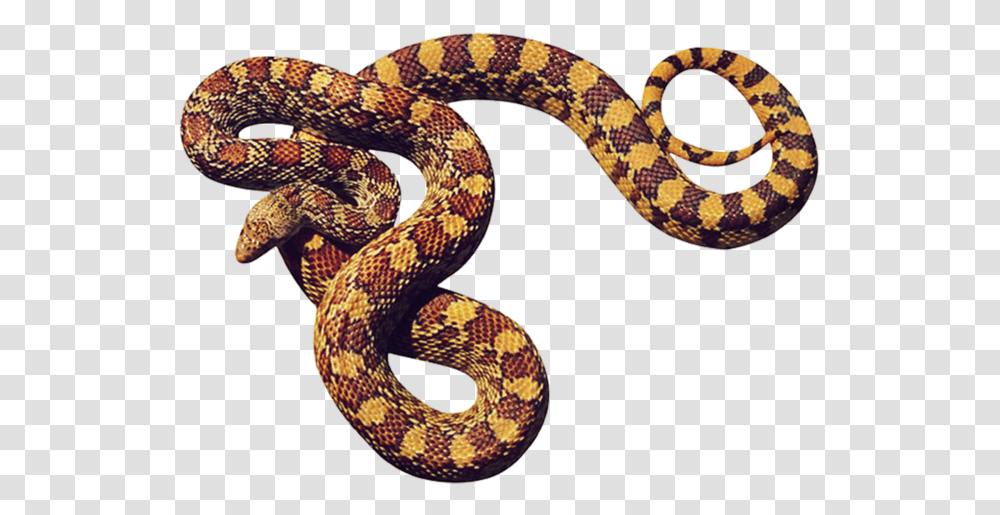 Detail Snake Transparent Nomer 45