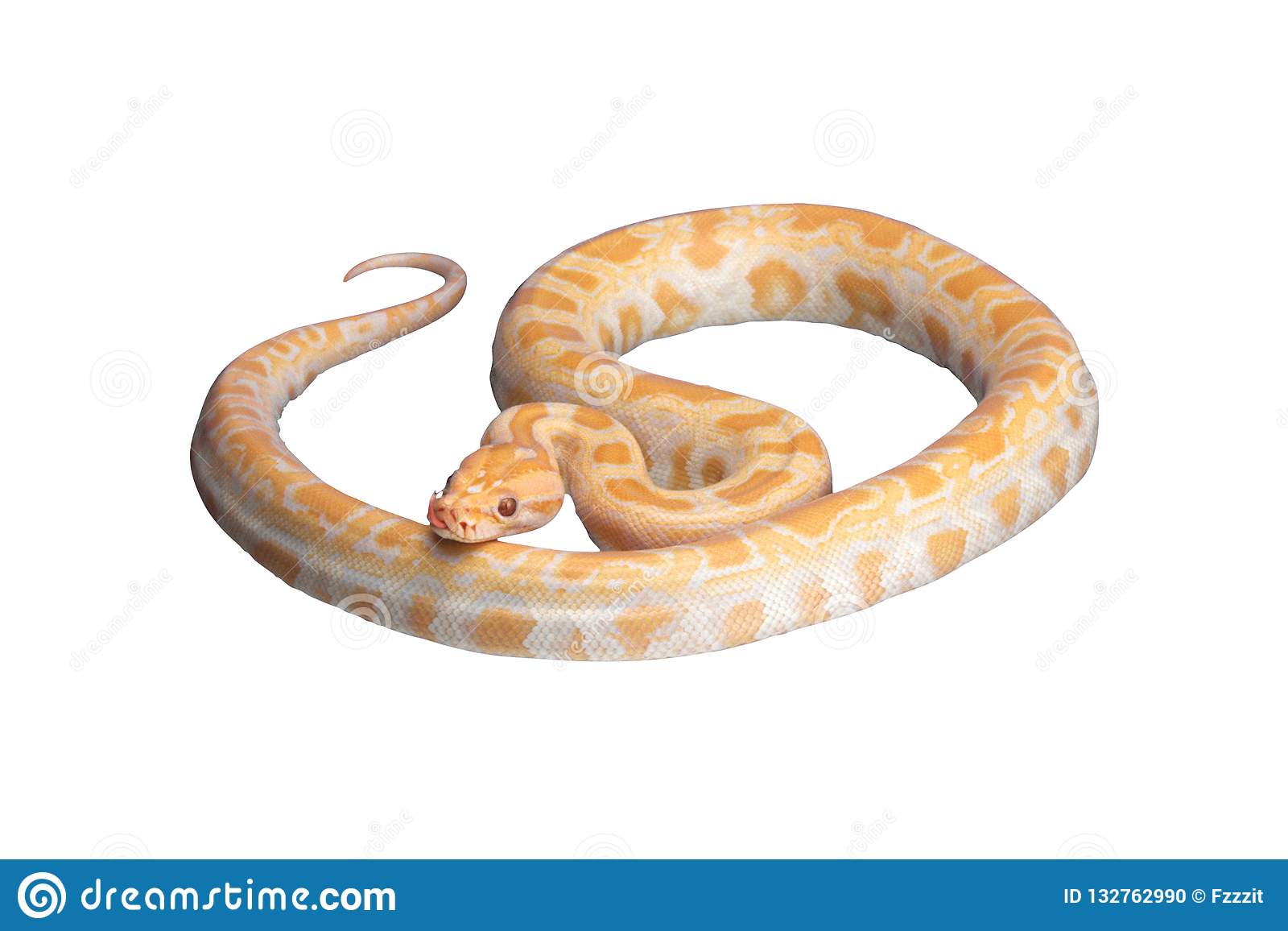Detail Snake Transparent Nomer 52