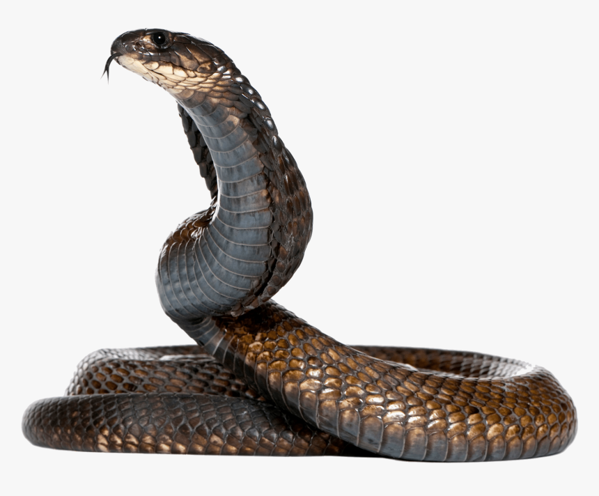 Detail Snake Transparent Nomer 8