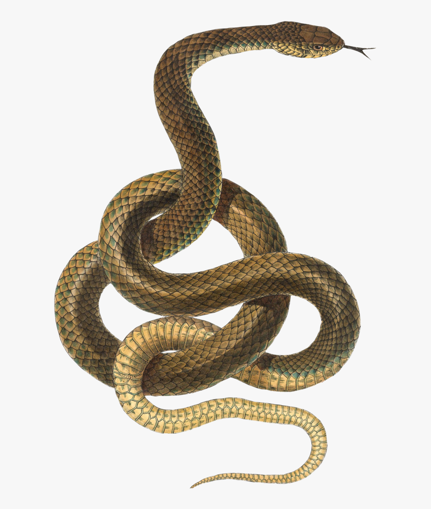 Snake Transparent Background - KibrisPDR