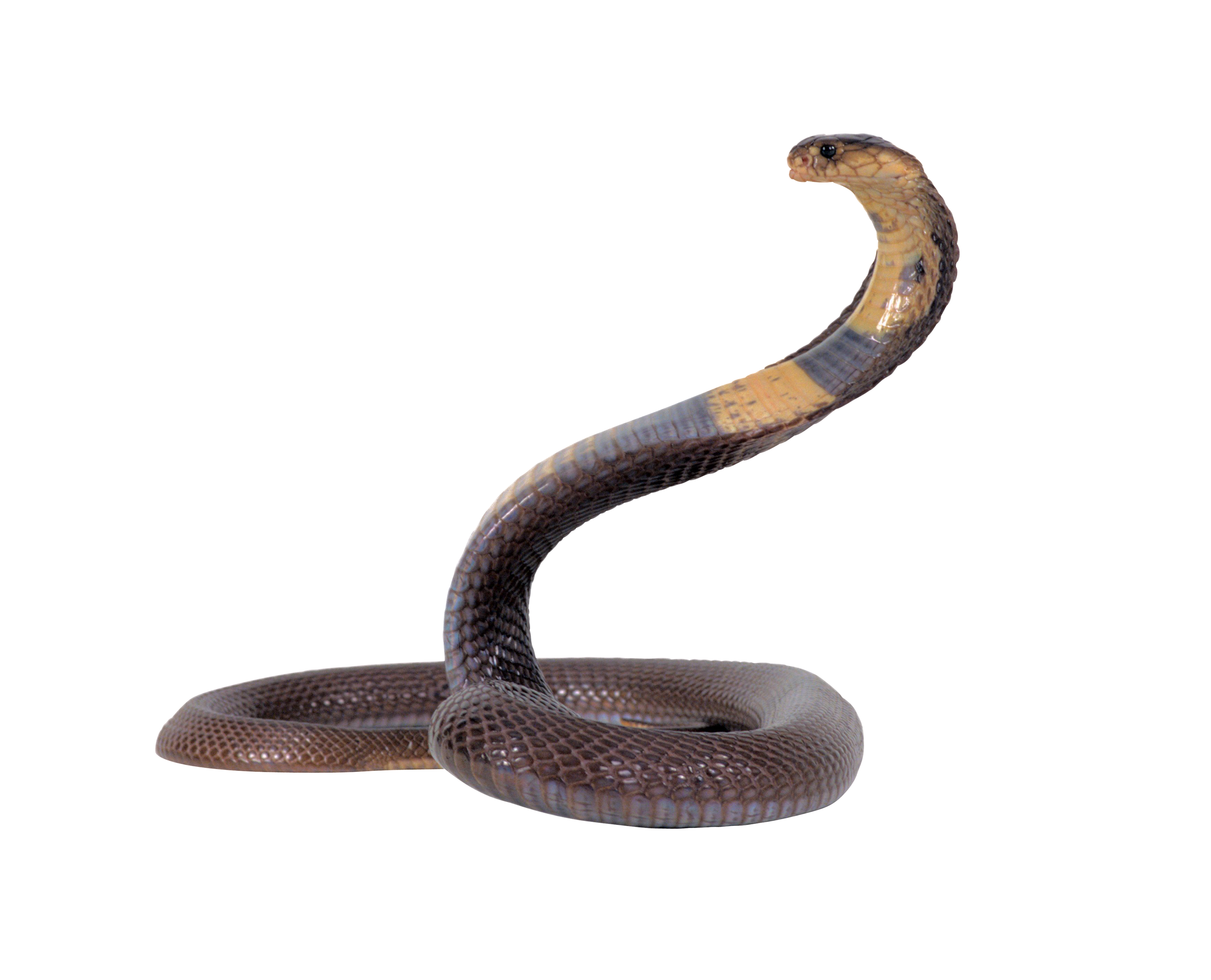 Detail Snake Transparent Background Nomer 11