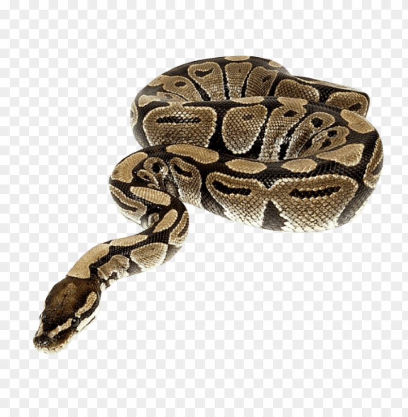 Detail Snake Transparent Background Nomer 16