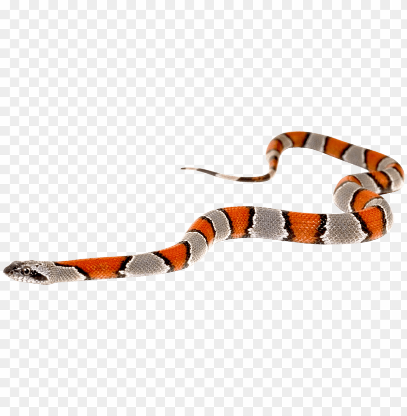 Detail Snake Transparent Background Nomer 18