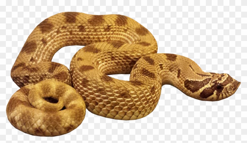 Detail Snake Transparent Background Nomer 24