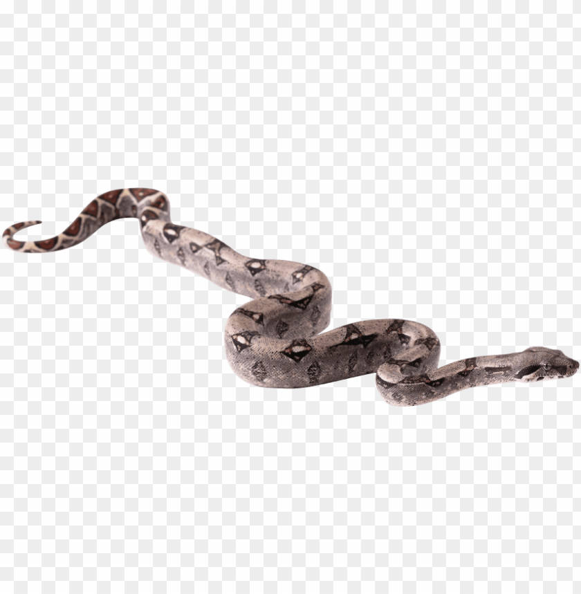 Detail Snake Transparent Background Nomer 34