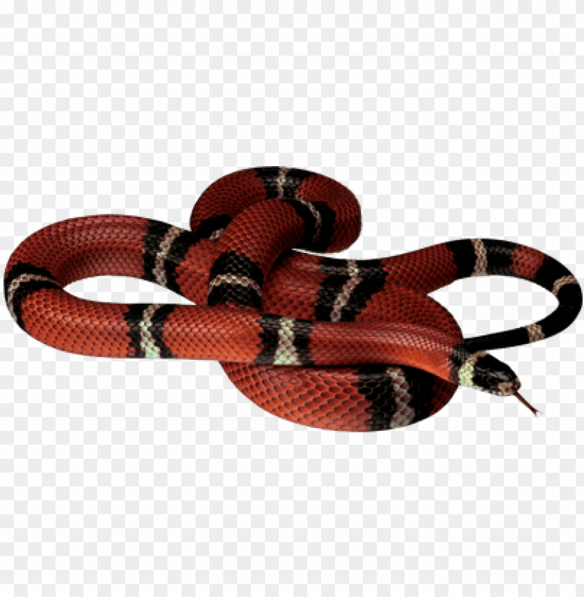 Detail Snake Transparent Background Nomer 35