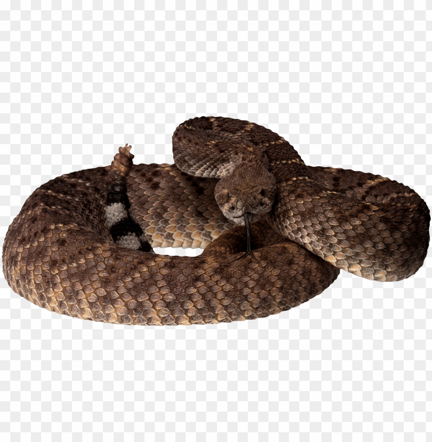 Detail Snake Transparent Background Nomer 43