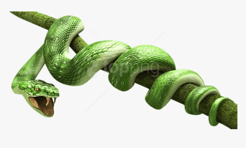 Detail Snake Transparent Background Nomer 53