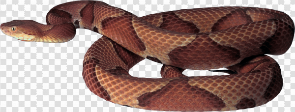 Detail Snake Transparent Background Nomer 56