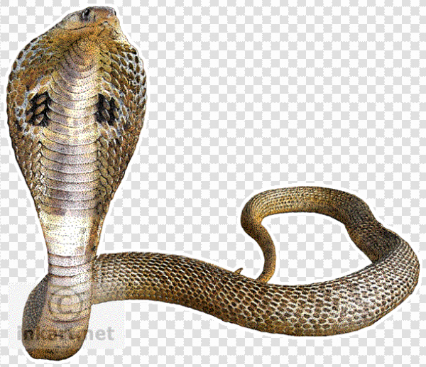 Detail Snake Transparent Background Nomer 6