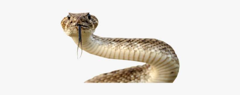 Detail Snake Transparent Background Nomer 9