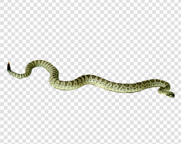 Detail Snake Transparent Png Nomer 19