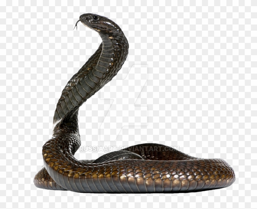 Detail Snake Transparent Png Nomer 22