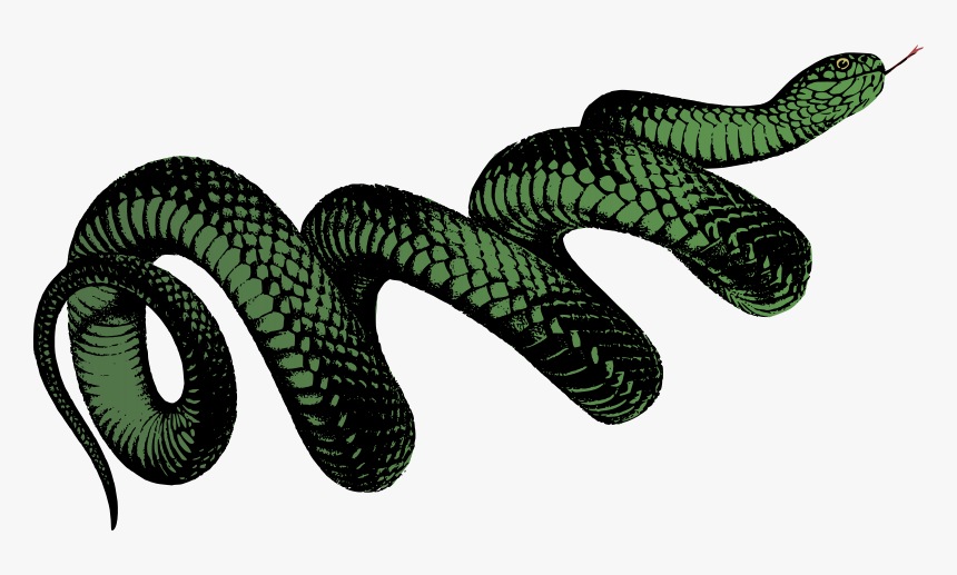 Detail Snake Transparent Png Nomer 24