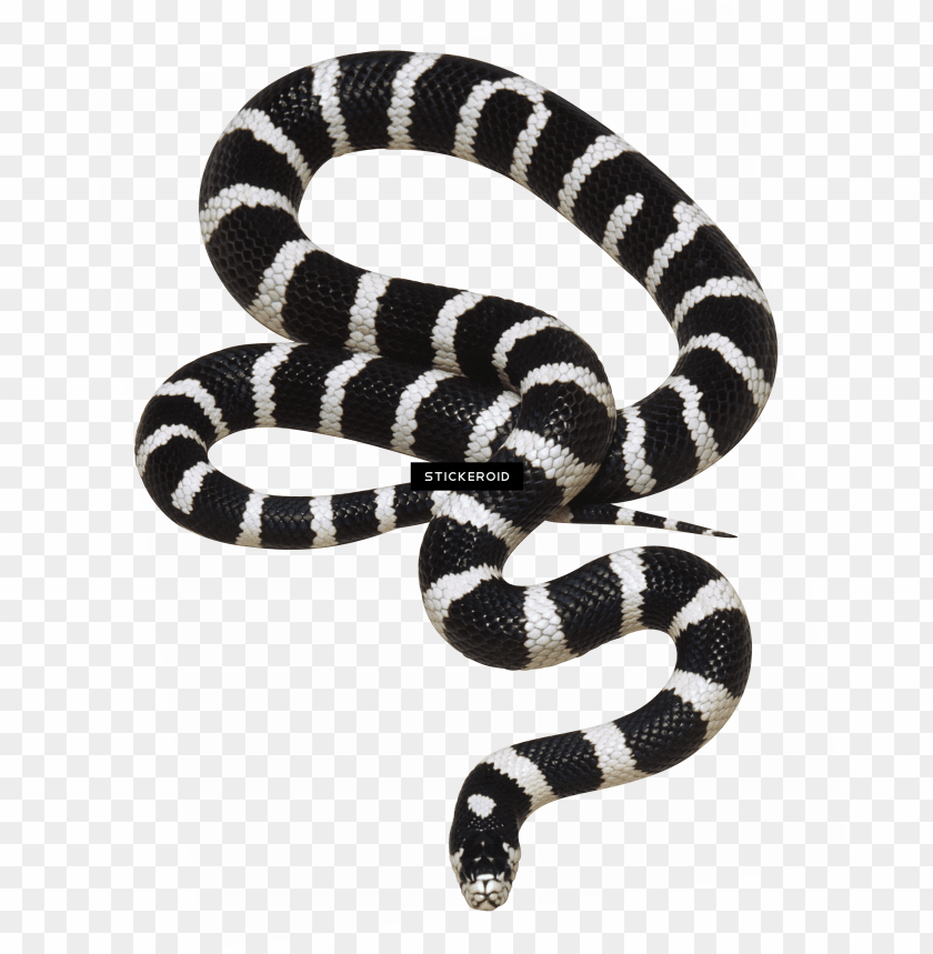 Detail Snake Transparent Png Nomer 32