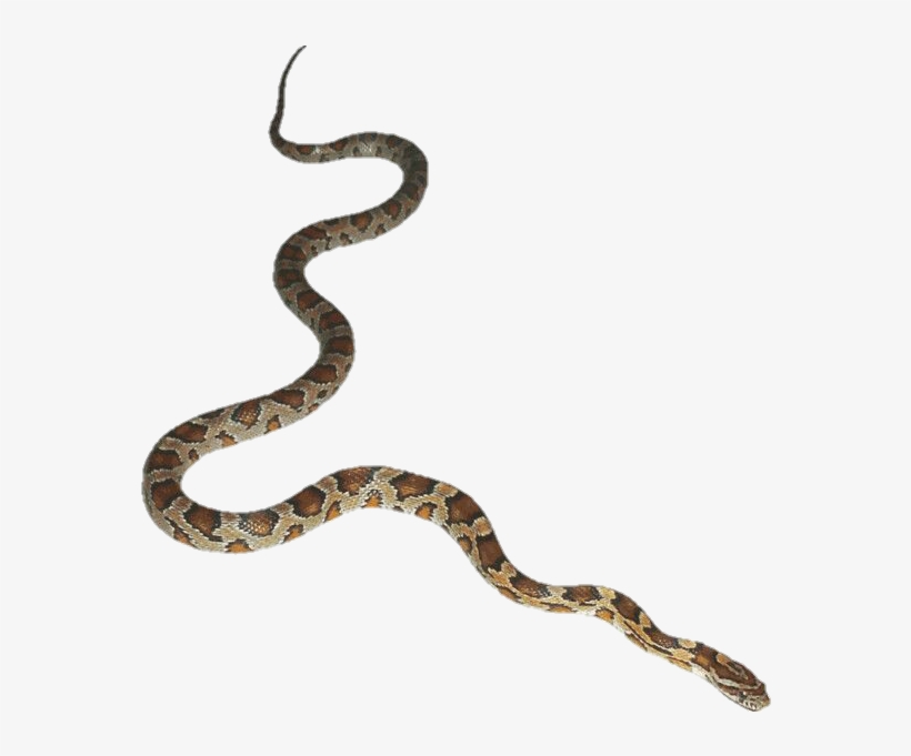 Detail Snake Transparent Png Nomer 5