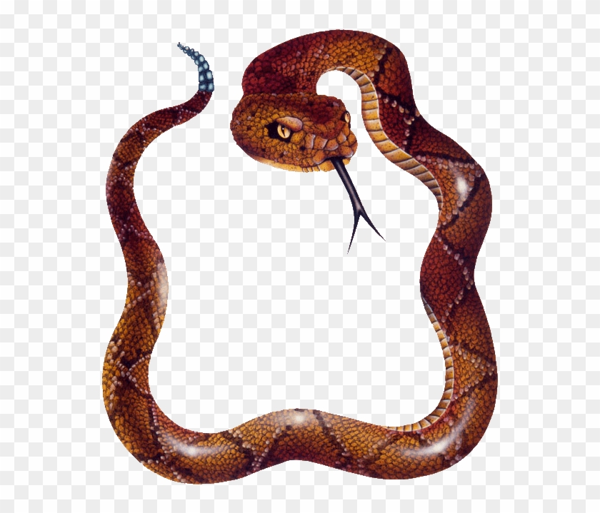 Detail Snake Transparent Png Nomer 48