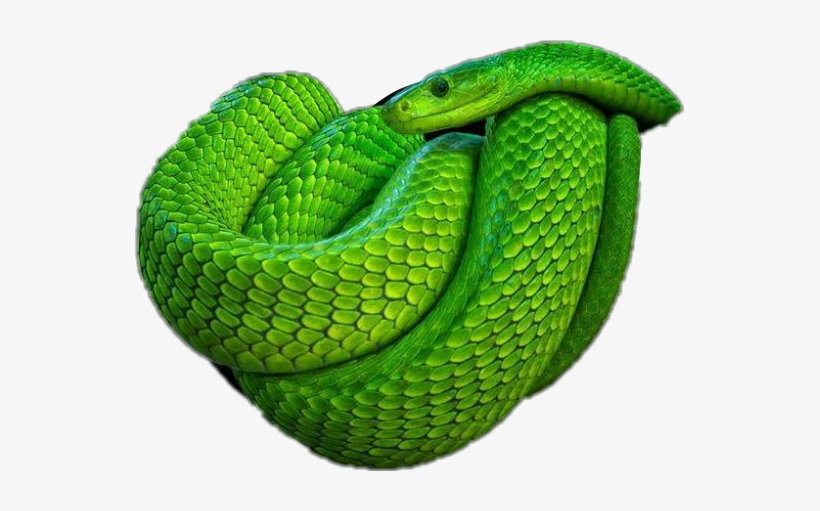 Detail Snake Transparent Png Nomer 50