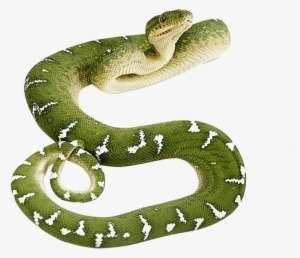 Detail Snake Transparent Png Nomer 51