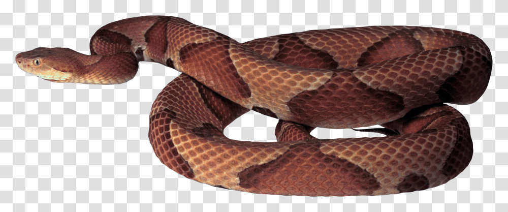 Detail Snake Transparent Png Nomer 53