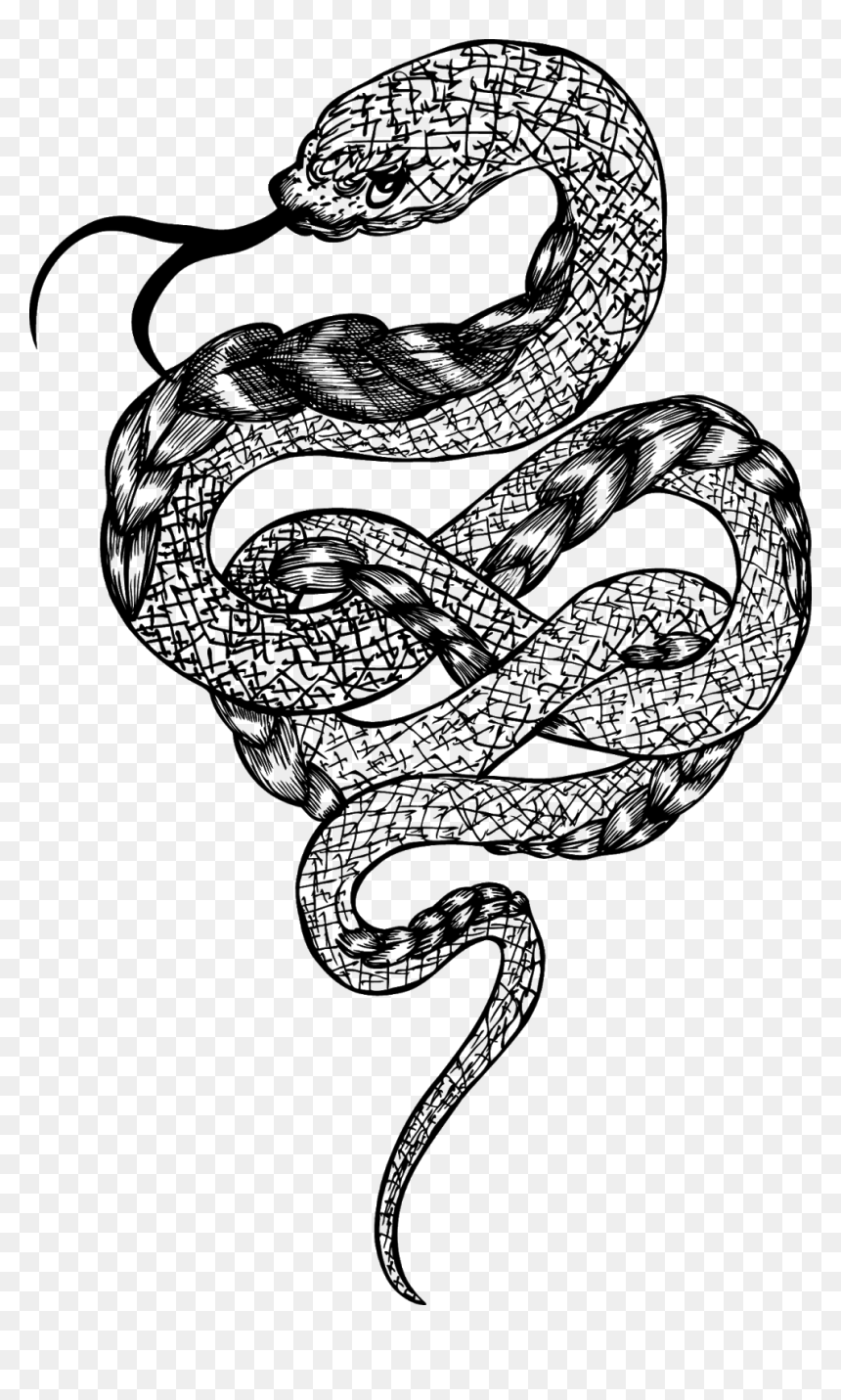 Detail Snake Vector Png Nomer 11