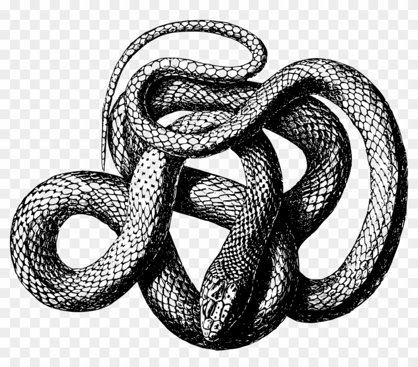 Detail Snake Vector Png Nomer 25