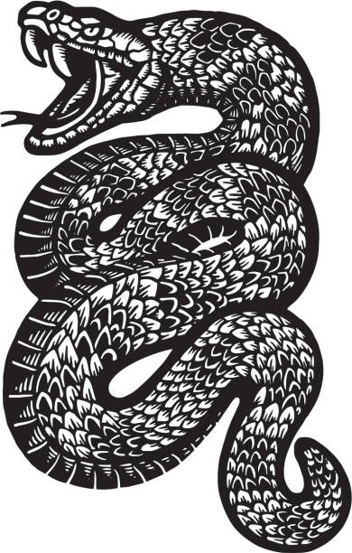 Detail Snake Vector Png Nomer 27