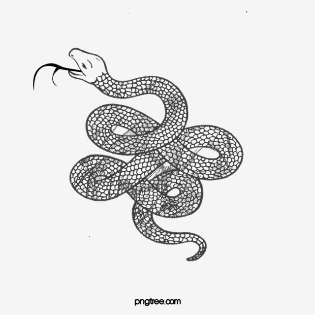 Detail Snake Vector Png Nomer 29