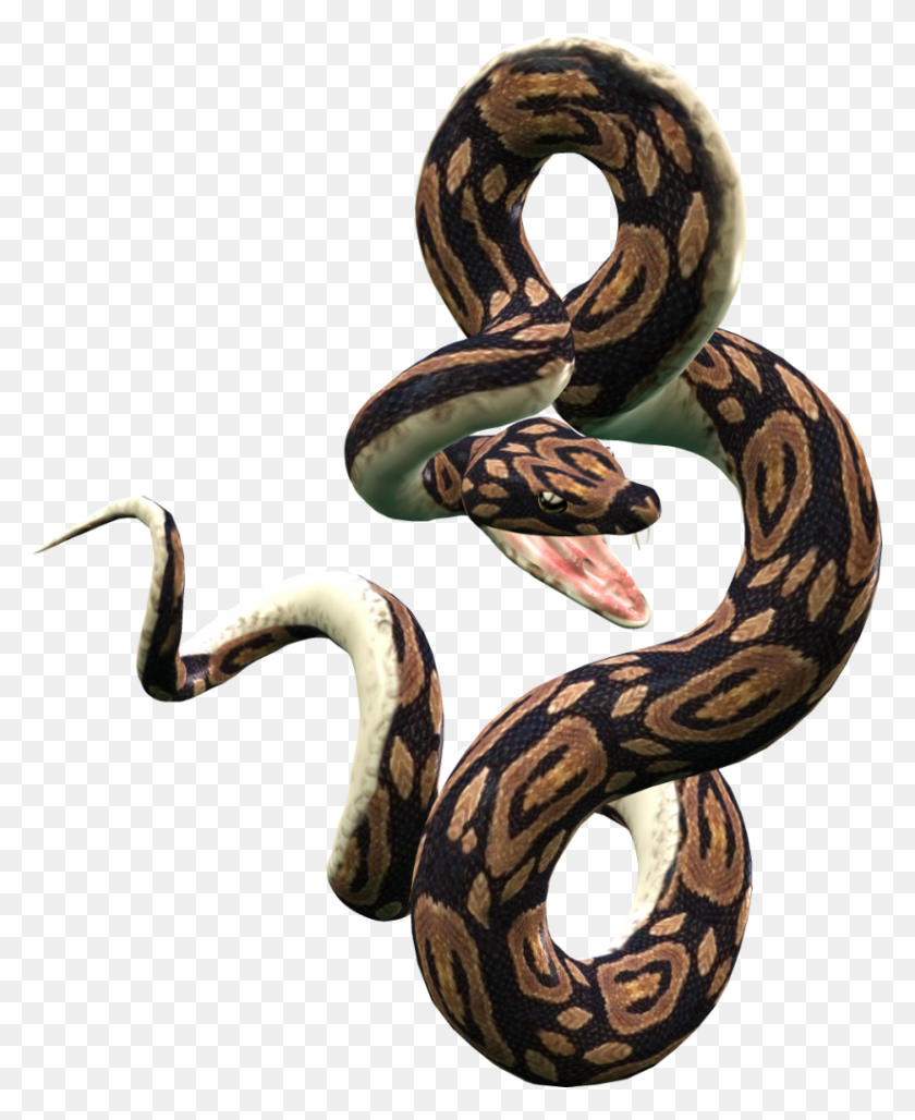 Detail Snake Vector Png Nomer 31