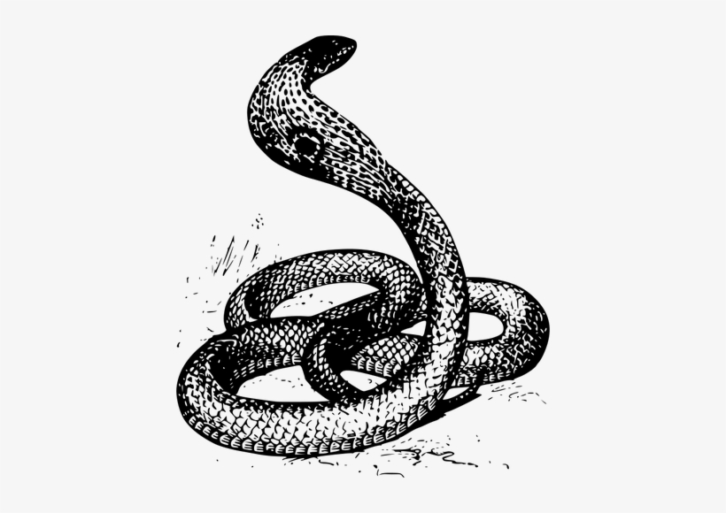 Detail Snake Vector Png Nomer 44