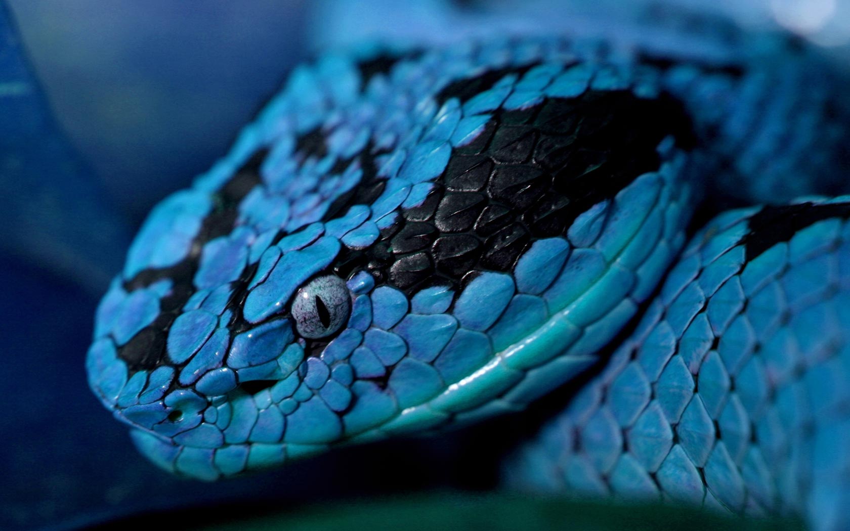 Detail Snake Wallpaper Hd Nomer 11