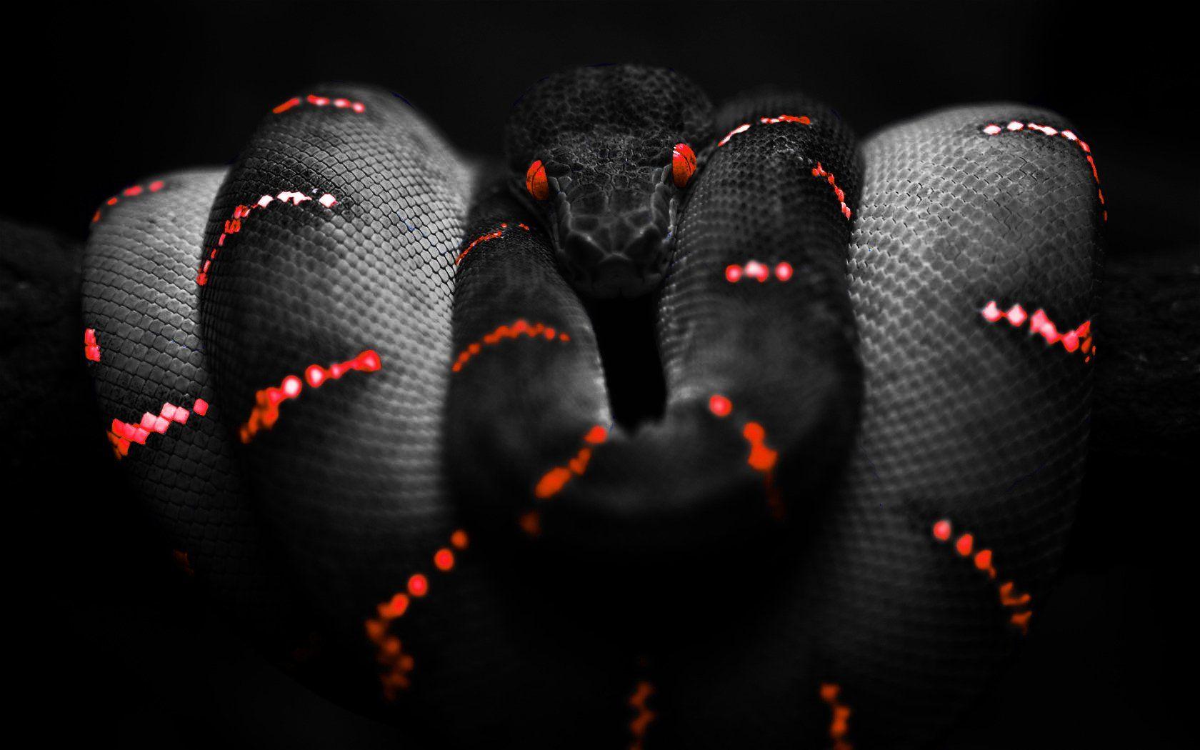 Detail Snake Wallpaper Hd Nomer 23