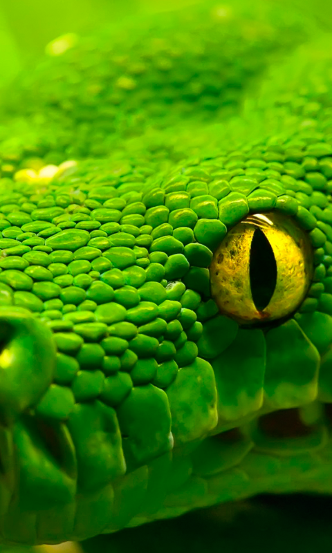 Detail Snake Wallpaper Hd Nomer 25