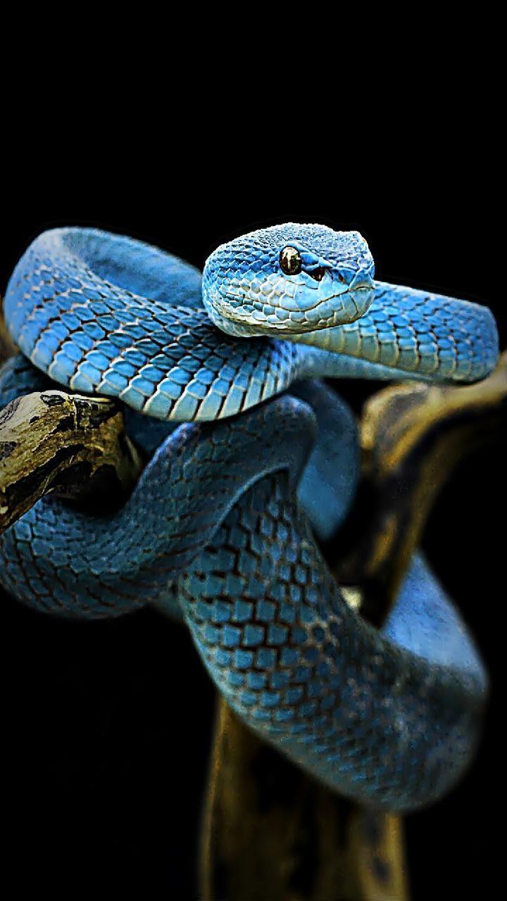 Detail Snake Wallpaper Hd Nomer 4