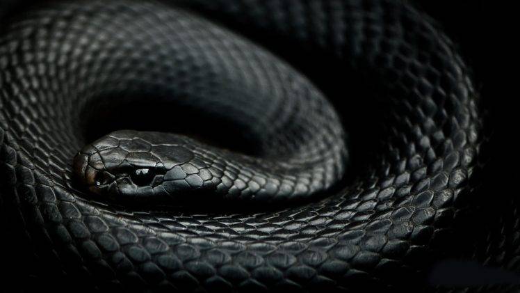 Detail Snake Wallpaper Hd Nomer 50