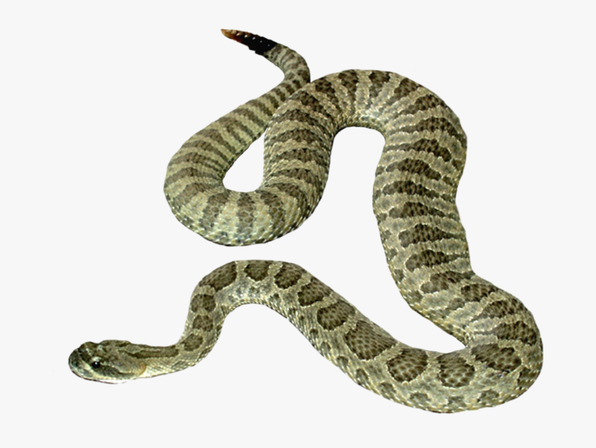 Snake With Transparent Background - KibrisPDR