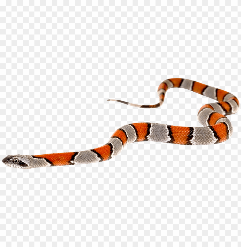 Detail Snake With Transparent Background Nomer 15