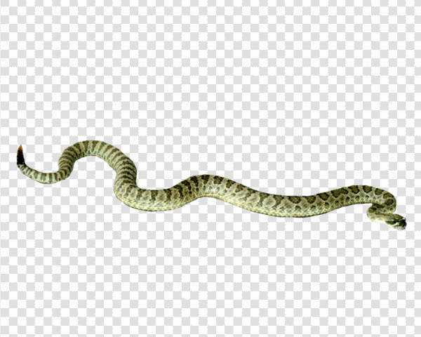 Detail Snake With Transparent Background Nomer 22