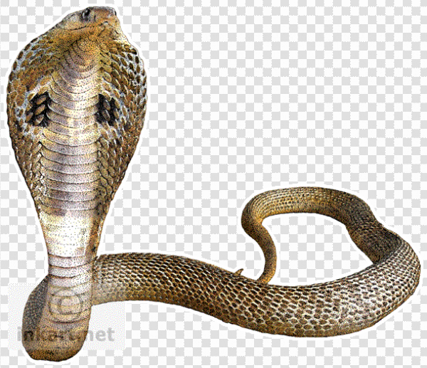 Detail Snake With Transparent Background Nomer 8