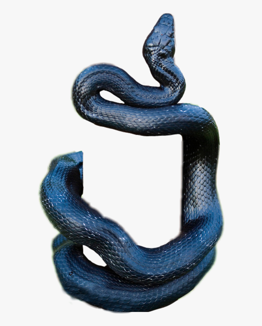 Detail Snakes Png Nomer 42
