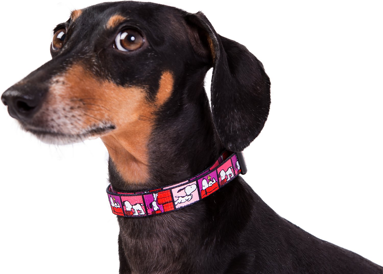 Detail Snoopy Dog Collar And Leash Nomer 50