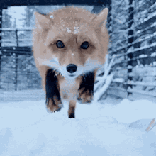 Detail Snow Fox In Minecraft Nomer 31