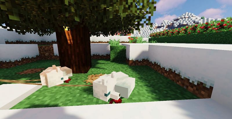 Detail Snow Fox In Minecraft Nomer 50