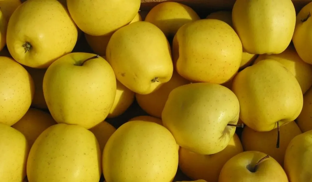 Detail Yellow Apple Nomer 2