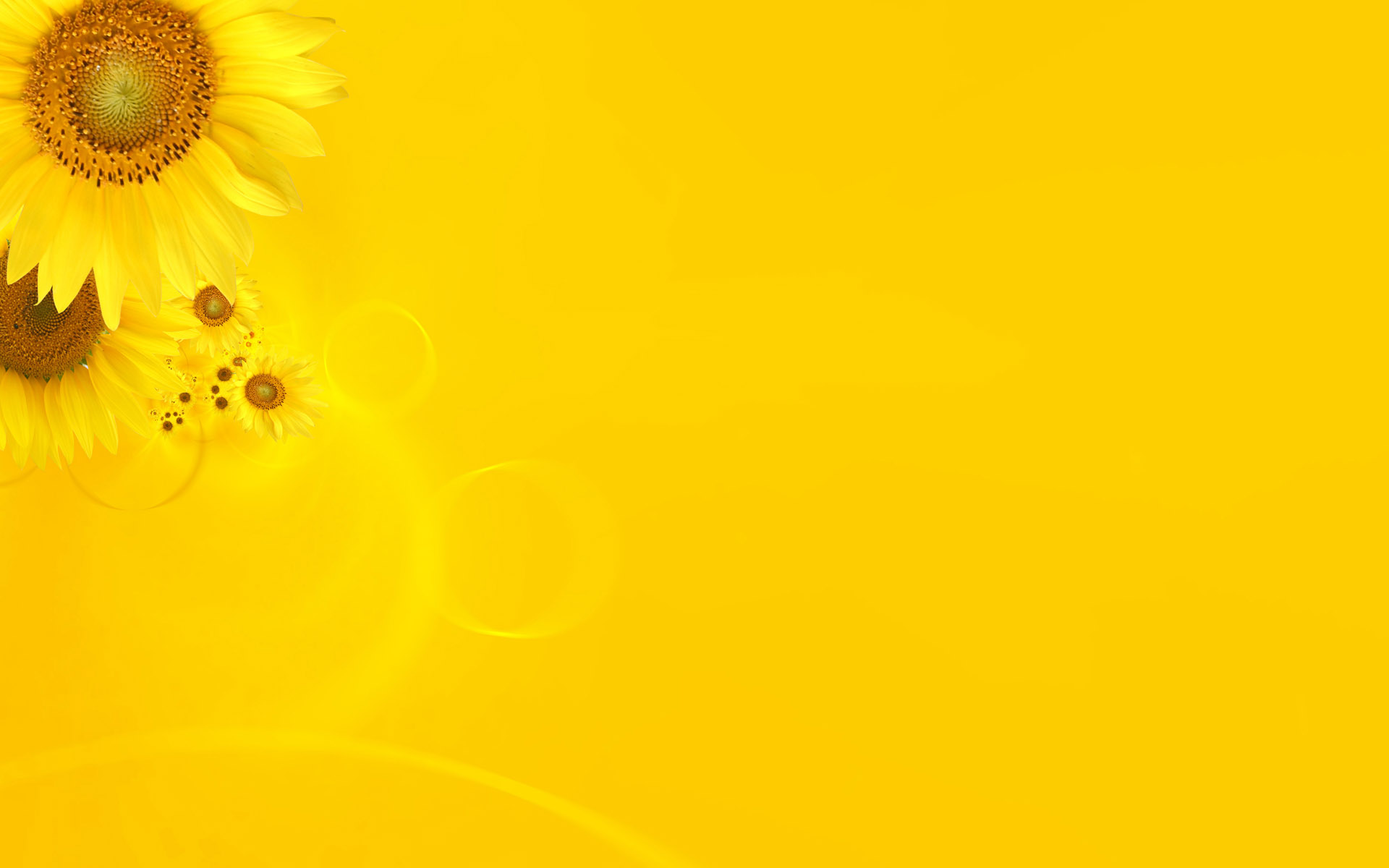 Detail Yellow Background Hd Nomer 6