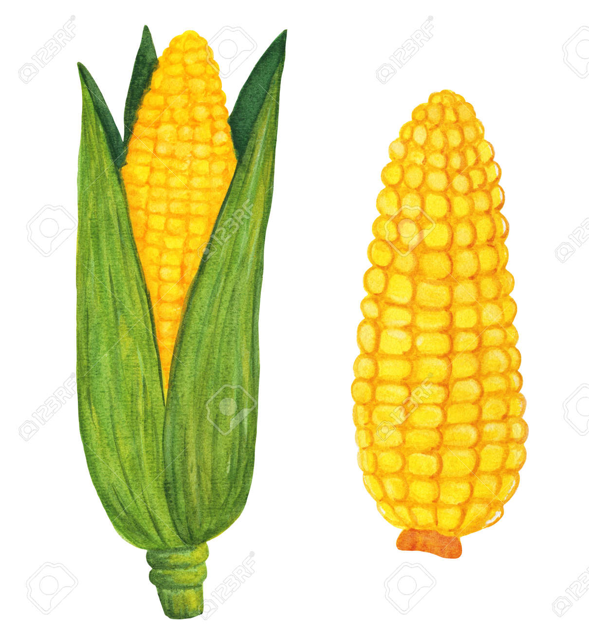 Detail Yellow Corn Logo Nomer 44