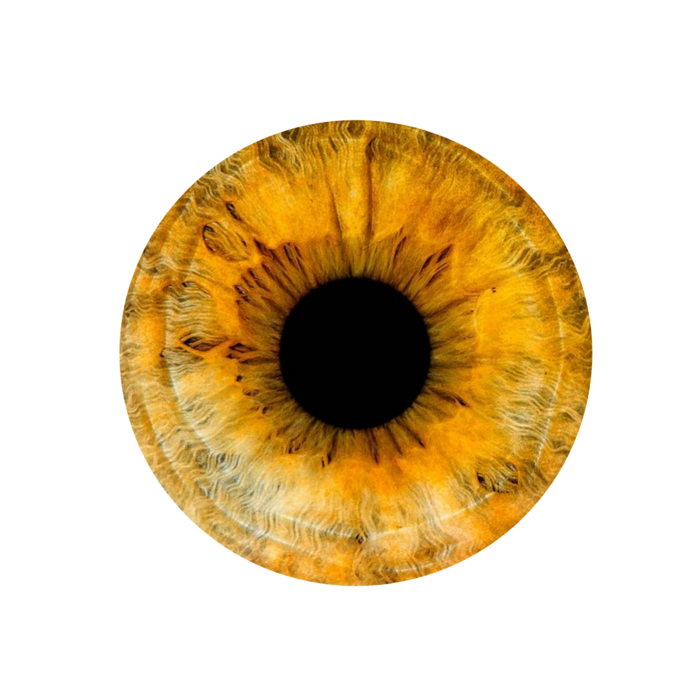 Detail Yellow Eyes Png Nomer 17