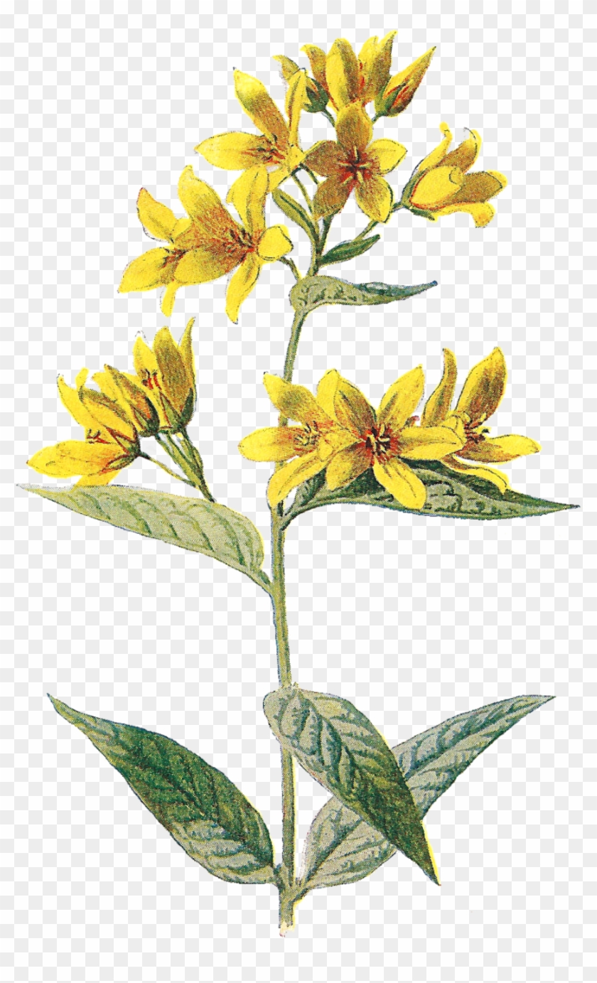 Detail Yellow Flower Png Nomer 35